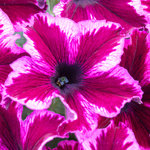 Petunia Crazytunia Cosmic Pink